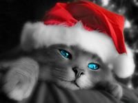 pic for Christmas Cat